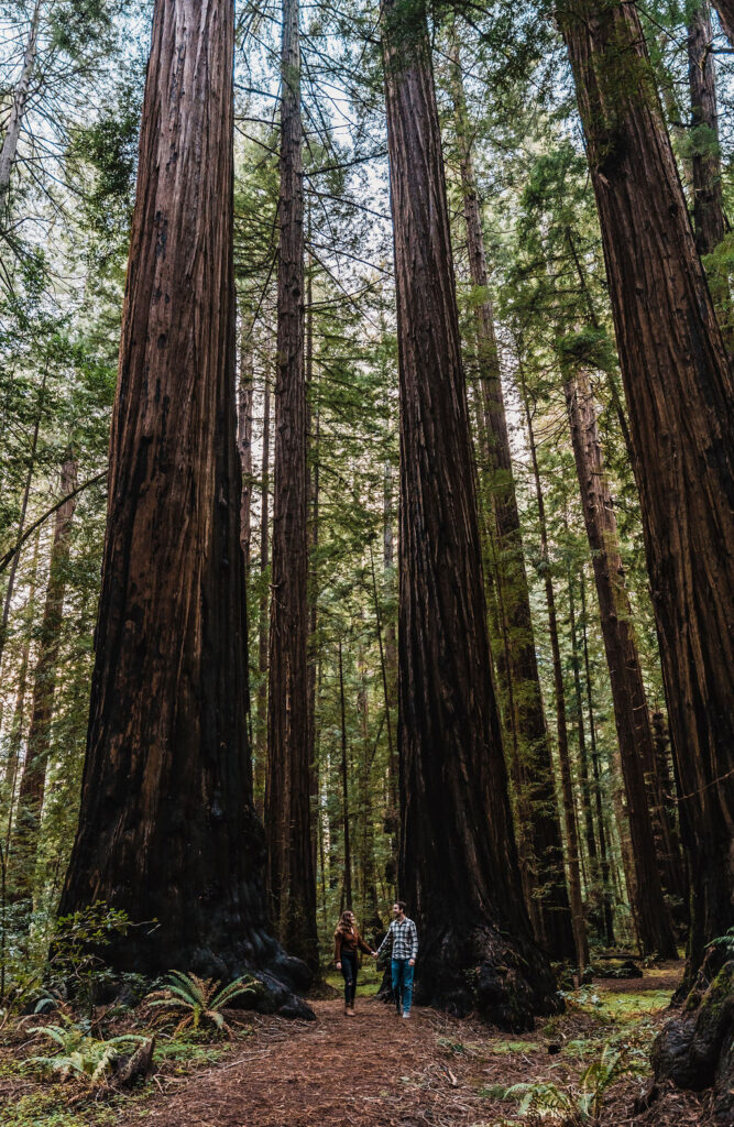 humboldt redwoods 