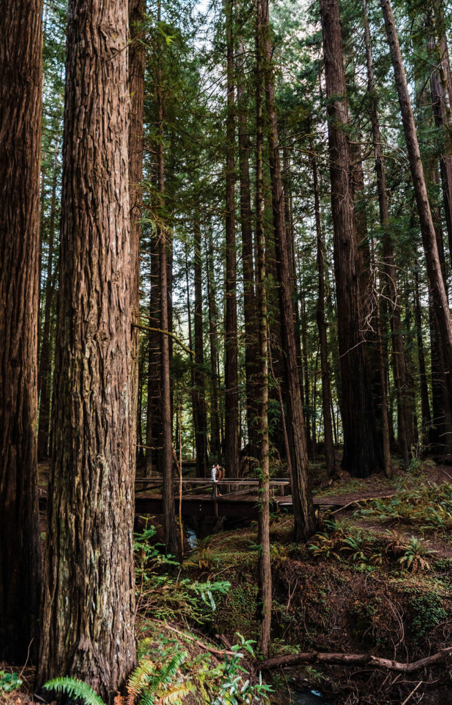 humboldt redwoods forest engagement photos