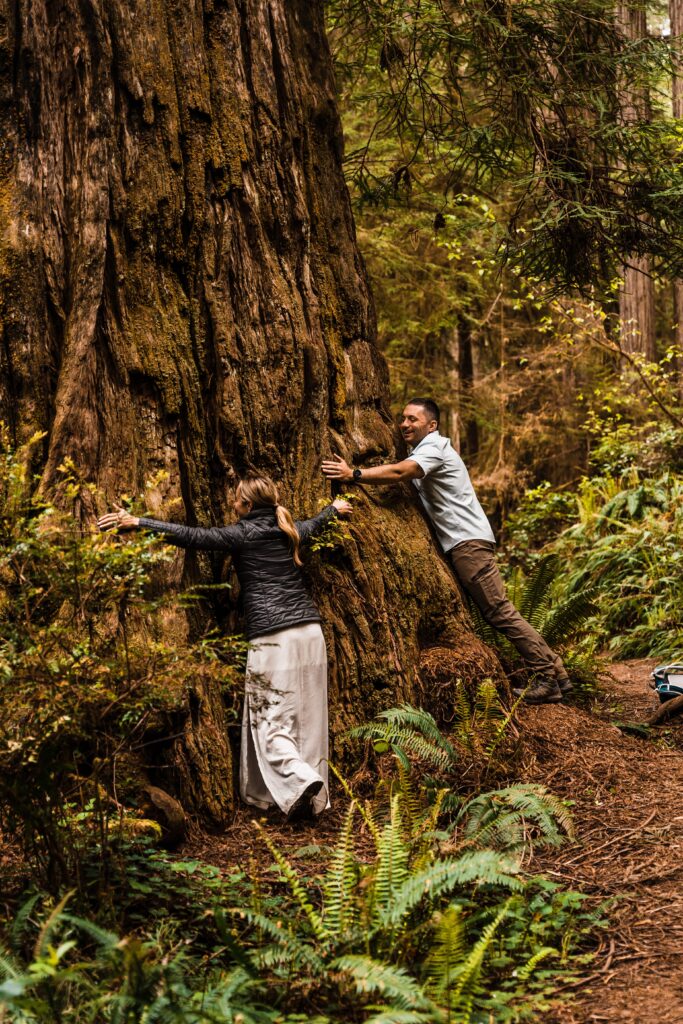 couple hugging at redwood tree at their elopement