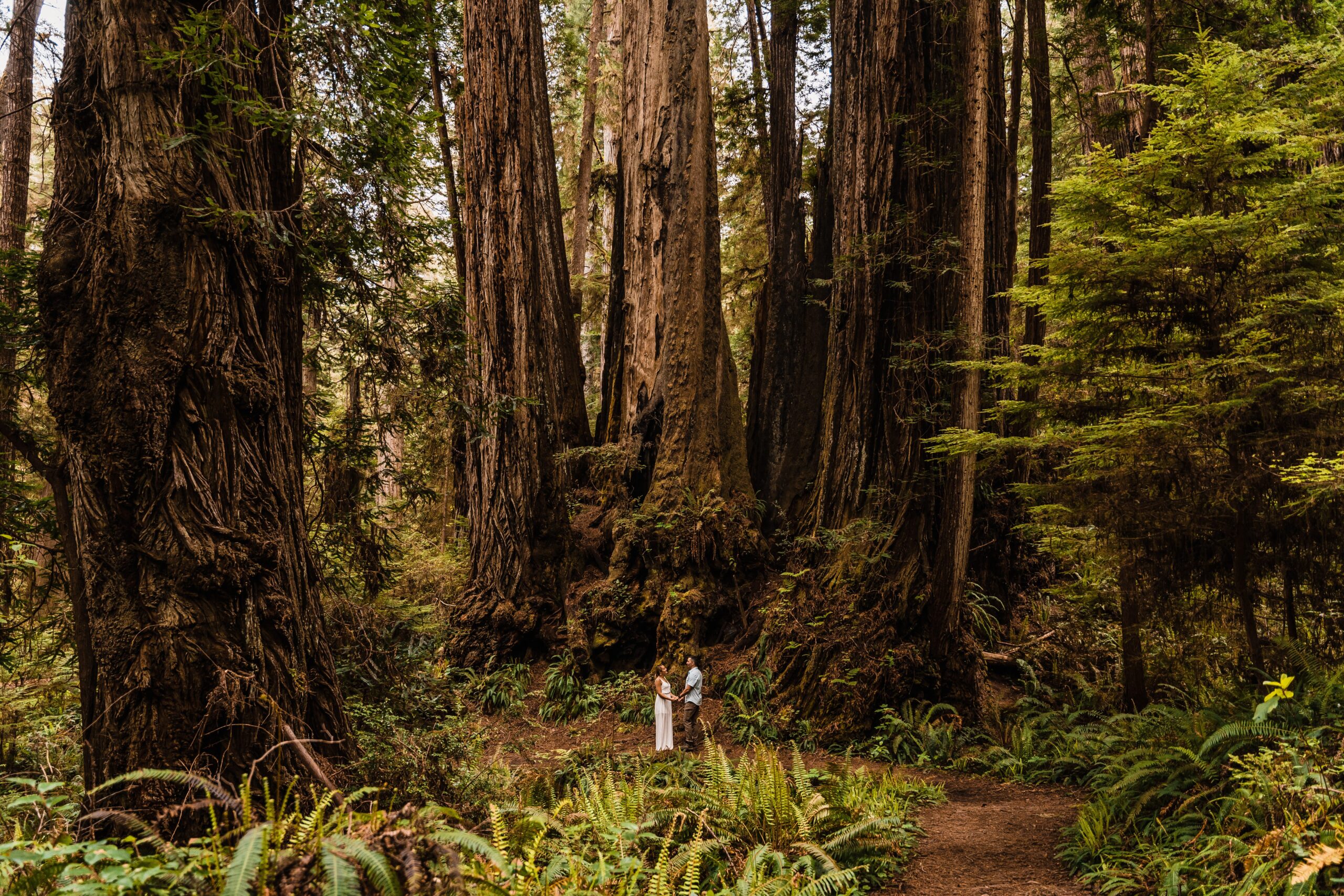 couple eloping in the redwoods