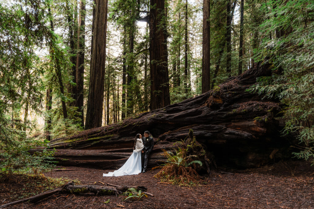 couple leaning against an old growth Redwood tree in Redwood National Park