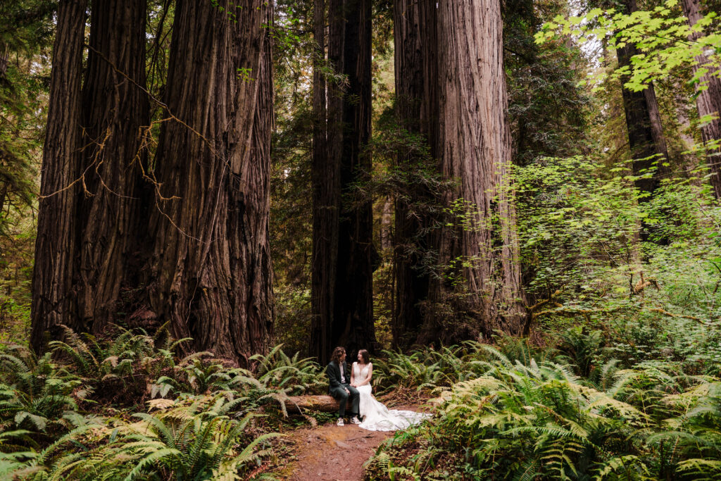 Couple sitting on a redwood log while looking up into the trees in a redwood forest
